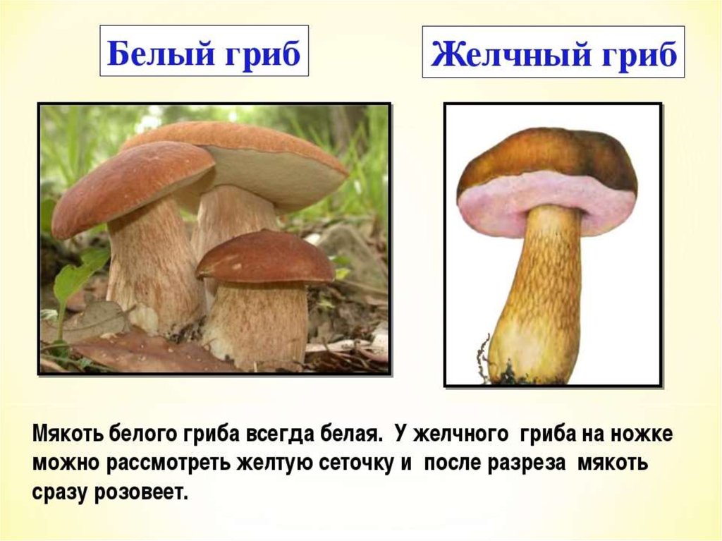 Желчный гриб и другие. Ложный Боровик двойник белого гриба. Ложный Боровик, желчный гриб. Отличие белого гриба от ложного белого гриба. Ложный белый гриб описание отличия.