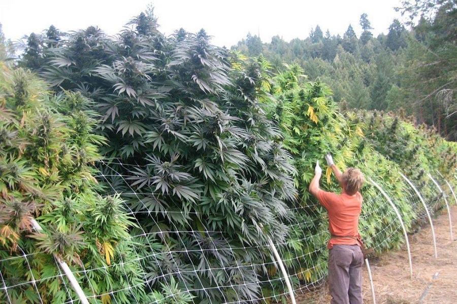Фото больших кустов марихуаны https seedspost ru каталог семян