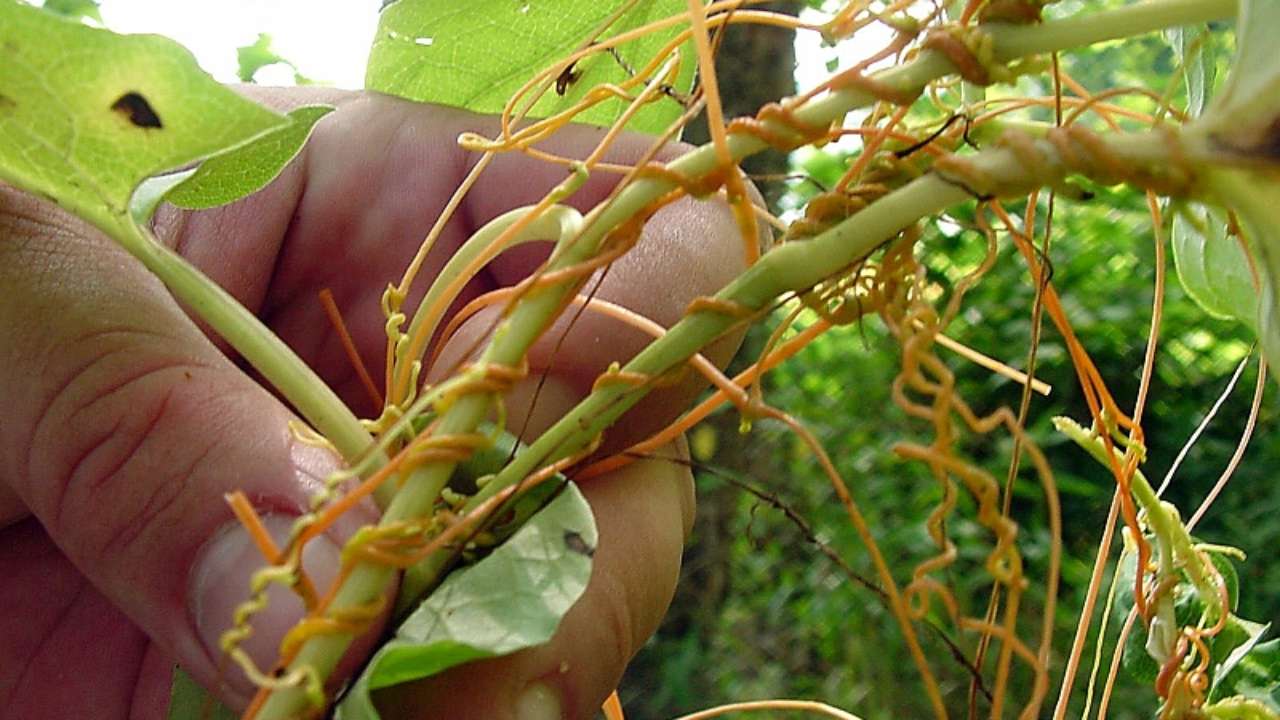 Многие паразиты растений. Повилика (Cuscuta). Сорняк паразит повилика. Повилика Полевая. Растение повилика паразитирующая.