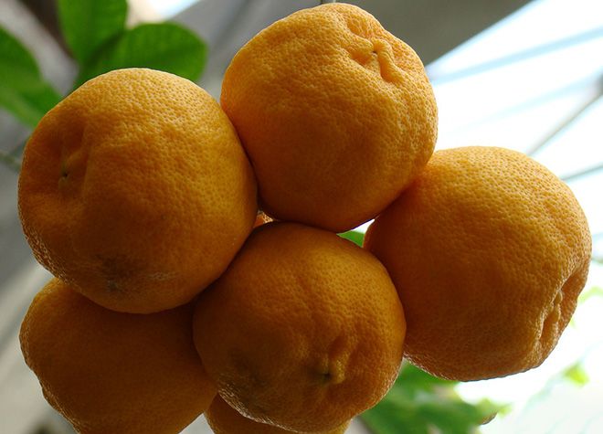 Гибрид мандарина и апельсина. Мандарин углеводы. Калорийность мандарина. Засахаренные мандарины. Поправиться от мандаринов