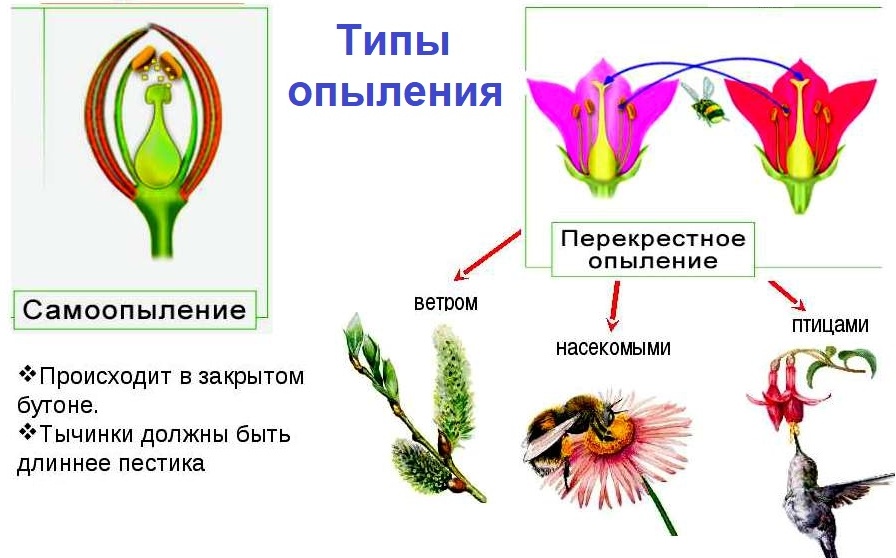 Рисунок перекрестного опыления